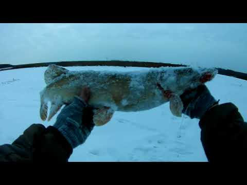 Видео: ЩУКИ ПЕРЕКУСЫВАЮТ ПОВОДКИ.ЭТО ПЕРВЫЙ ЛЕД 2023-2024