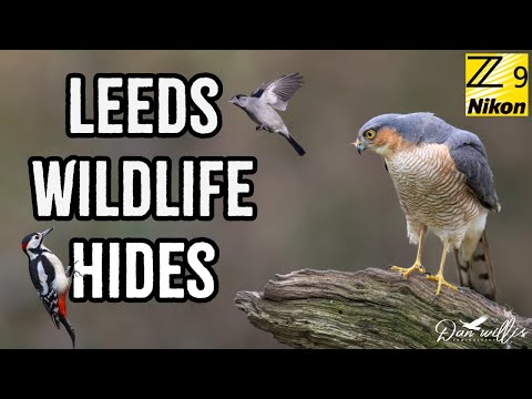 Видео: Съёмка потрясающих птиц в заповеднике дикой природы в Лидсе | Nikon Z9 и Z400mm f/2.8 TC