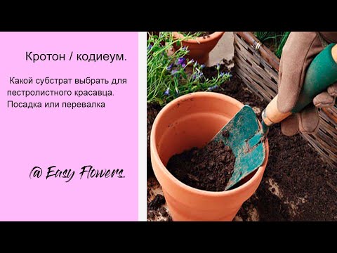 Видео: КРОТОН / КОДИЕУМ, какой СУБСТРАТ выбрать для пестролистного красавца. Посадка или перевалка.