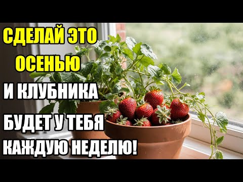 Видео: СДЕЛАЙ ТАК — И КЛУБНИКА ЗИМОЙ ПОЙДЁТ ГОРСТЯМИ! Урожай каждую неделю прямо на подоконнике!