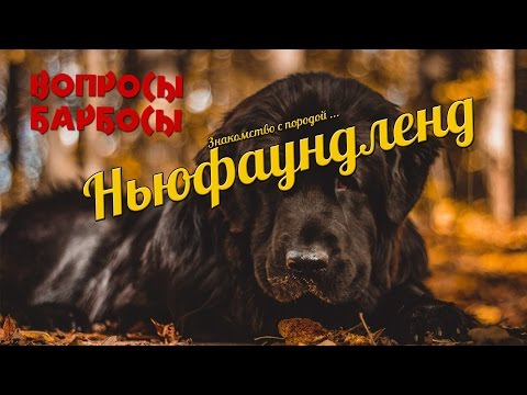 Видео: знакомство с породой Ньюфаундленд