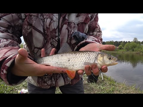 Видео: Рыбалка на фидер малая река, Russian feeder fishing