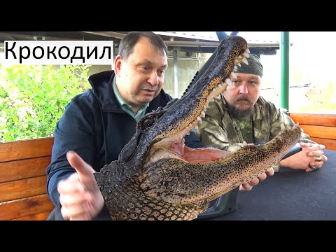 Видео: Футуристический Крокодил, МР-514К