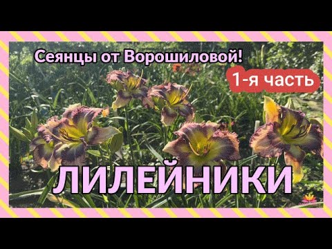 Видео: Сеянцы лилейников Ворошиловой. Часть 1 / Сад Ворошиловой