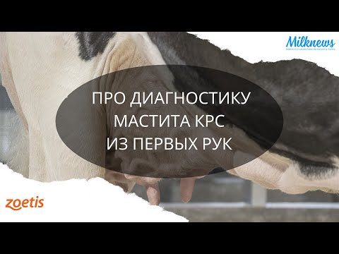 Видео: Про диагностику мастита КРС из первых рук