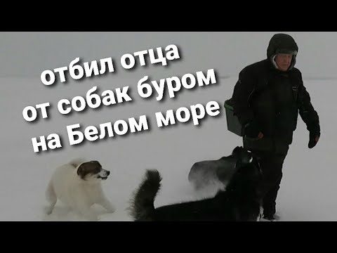 Видео: Кемь/Поехали в Кемскую волость/Гуляем/Рыбачим на Белом море/Природа/Отбил батю от голодных собак/