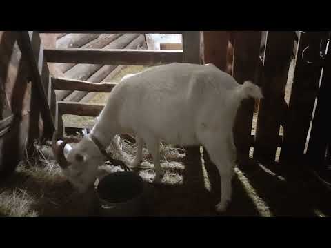 Видео: Хотят вернуть козу...