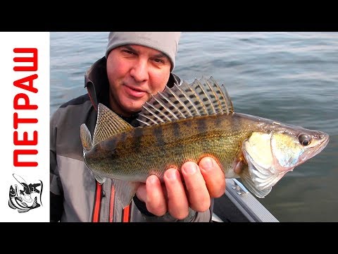 Видео: Ловля СУДАКА С ЛОДКИ ВЕСНОЙ на силиконовые приманки Фанатик