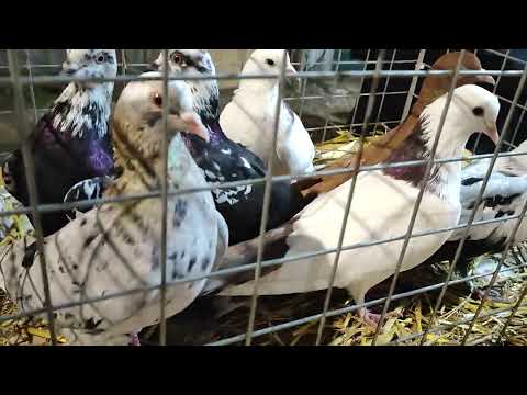 Видео: 26.10.2025г ст.Бронницы ч.2