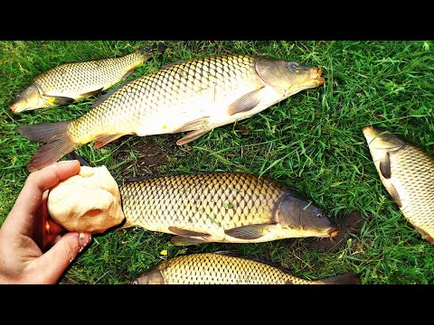 Видео: Знать бы раньше про такую насадку для рыбалки на карася, карпа, сазана.