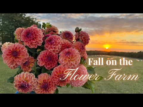 Видео: Осень на ферме
