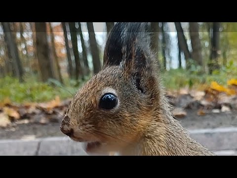 Видео: Деликатес 😁 /Можно Лакомиться 😋Кормлю Белочек🤗😍😍😍#animals #рек #рекомендации #cute #сммспециалист 