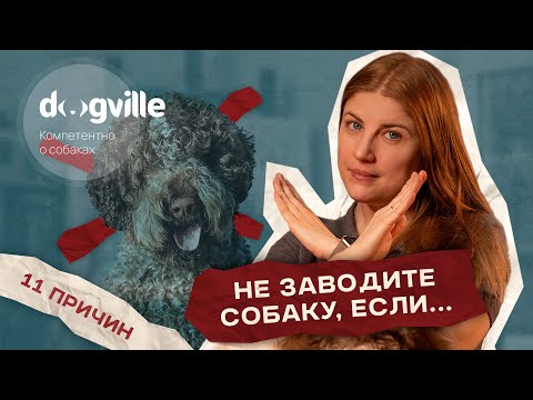 Видео: «Вам не стоит заводить собаку, если...» — 11 Причин