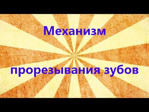 Видео: Механизм прорезывания зубов у детей