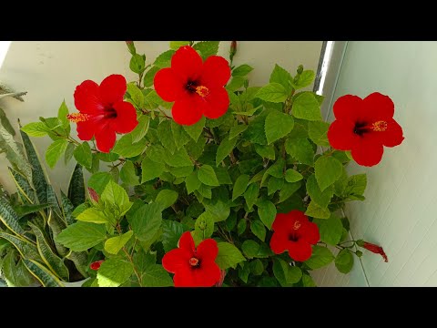 Видео: 🌺ХОВЛИДА СУХБАТЛАШАМИЗ🌺🌸🌸🌸🌸🌸🌺🙂👌