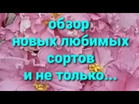 Видео: Обзор новых сортов сенполий и не только...