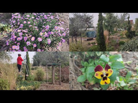 Видео: Що квітує в садку на кінець вересня?🌸Обриваю Зізіфус,достигає інжир.