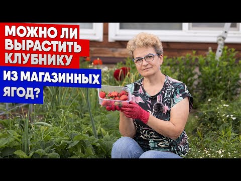 Видео: Можно ли вырастить клубнику из магазинных ягод?