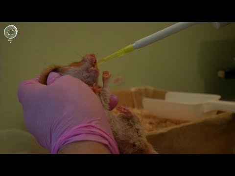 Видео: Паразитам - бой! Новосибирские учёные рассказали о новых методах борьбы с описторхозом