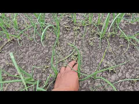 Видео: амброзия на луке, град.