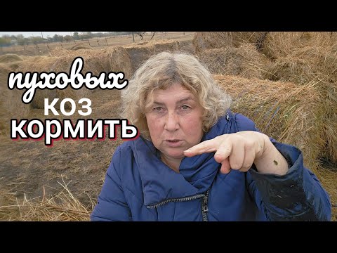 Видео: вся в синяках, ПРИБИЛО СЕНОМ пуховые козы, пуховые платки 89608709467