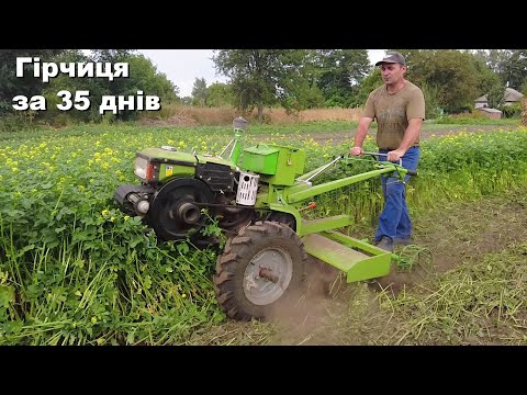 Видео: Фрезерую горчицу на сидерат! Мотоблок Кентавр!