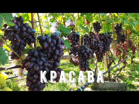 Видео: Красава