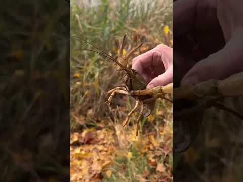 Видео: #отдых #рыбалканаозере