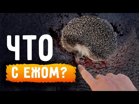 Видео: Ёжик лежал на асфальте у трассы, что с ним не так? Реакация мамы и дедушки, консультация с врачом.