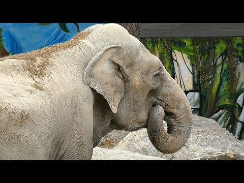 Видео: ГЕЛЕНДЖИК 2022. ИНДИЙСКИЙ СЛОН. ЧАНИ. ЖИВОТНЫЕ САФАРИ-ПАРКА