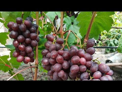 Видео: Дозрівання винограду на Львівщині 04.08.2024