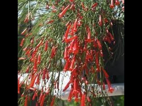 Видео: Русселия, Саженцы Русселии