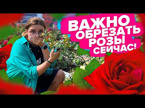 Видео: КАК ОБРЕЗАТЬ РОЗЫ В ИЮЛЕ?!