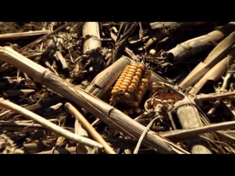 Видео: Система обработки земли без вспашки No Till