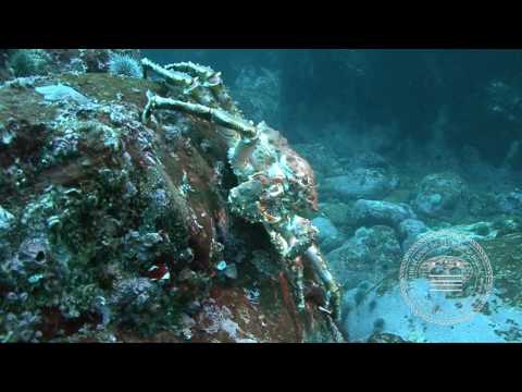 Видео: Баренцево море. Дальние зеленцы.