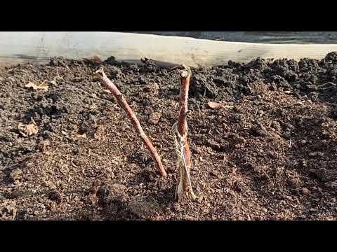 Видео: Подготовка ремонтантной малины к зиме. Омск, 14.10.2021г.
