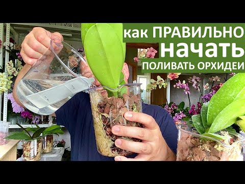 Видео: НАЧАТЬ поливать орхидеи ВАЖНО ТАК а ЦИОН для орхидей фалинопсисов дорогая безделица