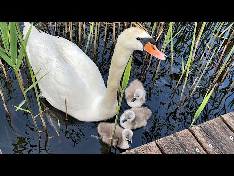 Видео: Птенцы лебедей, первый спуск на воду. Редкие кадры!