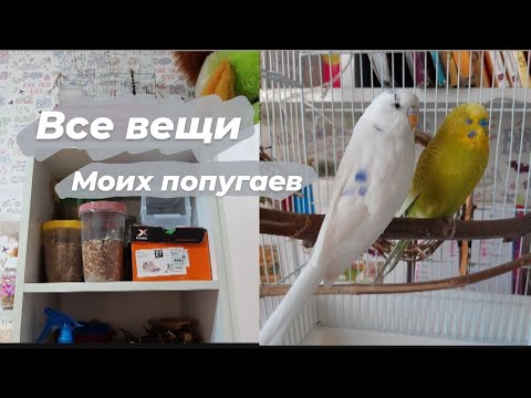 Видео: Все вещи моих попугаев |Что нужно для волнистого попугая