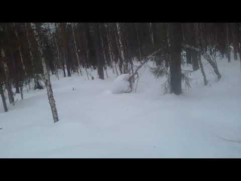 Видео: О приманке на куницу,соболя и норку