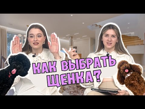 Видео: ПОСМОТРИ ПРЕЖДЕ ЧЕМ ПОКУПАТЬ СОБАКУ! ЩЕНОК ПРИСМЕРТИ, ОГРОМНЫЕ ТРАТЫ НА ЛЕЧЕНИЕ, ИНФЕКЦИИ, РАЗВОДНЯ.