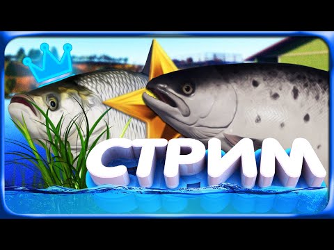 Видео: РР4 СТРИМ • ТРОЛЛИНГ на НОРВЕЖСКОМ МОРЕ и ОХОТА за РАЗМОТОМ ТРОФЕЙНОГО ГИГАНТА!