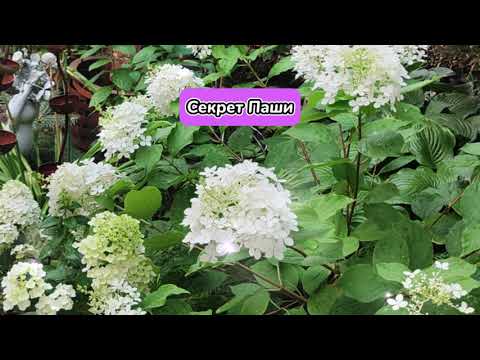 Видео: СЕКРЕТ ПАШИ