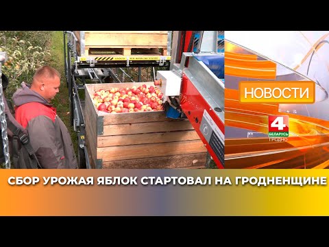 Видео: Сбор урожая яблок стартовал на Гродненщине