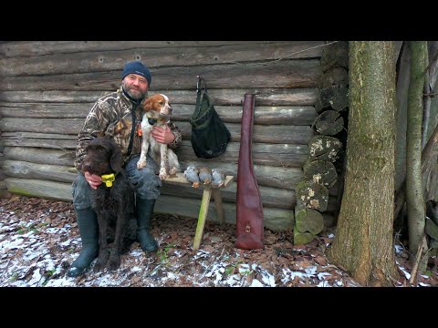 Видео: Осень серой куропатки...