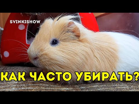 Видео: КАК ЧАСТО НУЖНО УБИРАТЬ У МОРСКИХ СВИНОК? Наш День. SvinkiShow