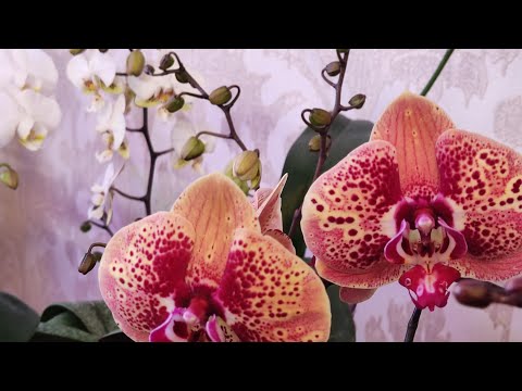 Видео: 05.02.23 ОРХИДЕИ цветение.Уход за листьями Орхидей для здоровья и красоты.