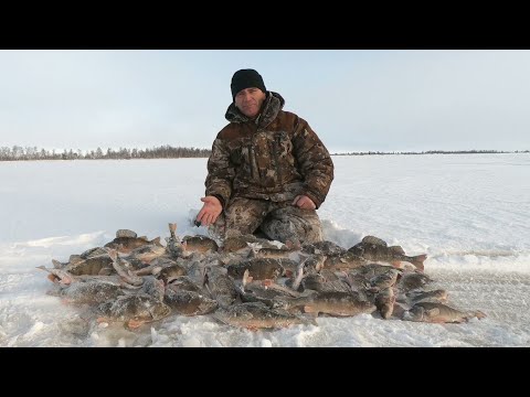 Видео: ОКУНЁВЫЙ ГЛАЗ НА БЛЕСНЕ И УРАЛОЧКА ТВОРЯТ ЧУДЕСА)! ЗИМНЯЯ РЫБАЛКА НА МОРДАТЫХ ПОЛОСАТЫХ, ПЕРВЫЙ ЛЁД!