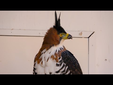 Видео: Соколиная охота: ваши перья противозаконны?