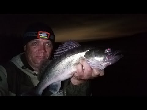 Видео: РЫБАЛКА НА РЕЗИНКУ НОЧЬЮ НА СУДАКА ЯЗЯ ЩУКУ р.ТОМЬ ТОМСКАЯ ОБЛ. АВГУСТ 2021г